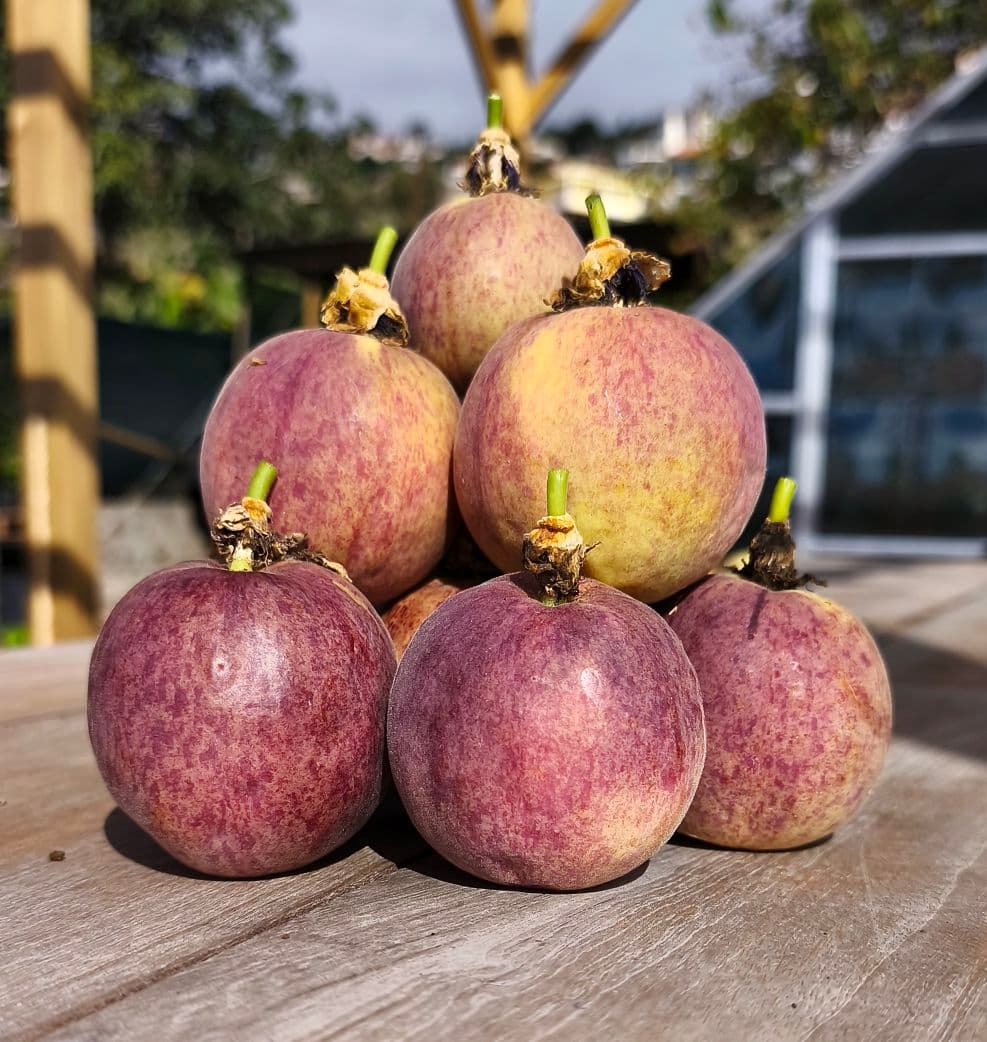 Passion Fruit Farm Experiences in Madeira | MadPassion